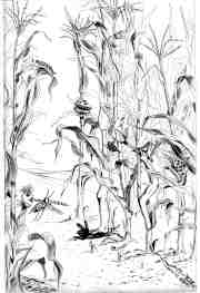 Maïs transgénique - 2002 - 19,8x29,8cm. noir